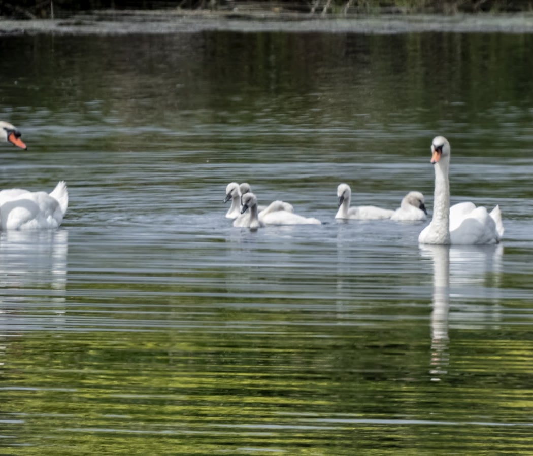 Lac de Gassicourt 1